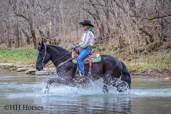 athletic-friesian-horse