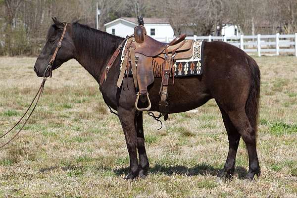 gaited-horses-for-sale-missouri-fox-trotter-sale-trail-confidence-builder