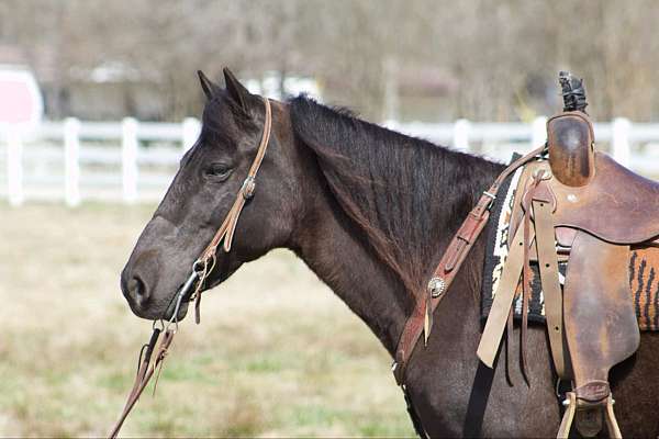 gaited-horses-for-sale-missouri-fox-trotter-sale-trail-confidence-builder-mare