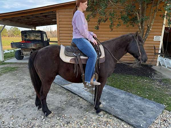 all-around-missouri-fox-trotter-horse