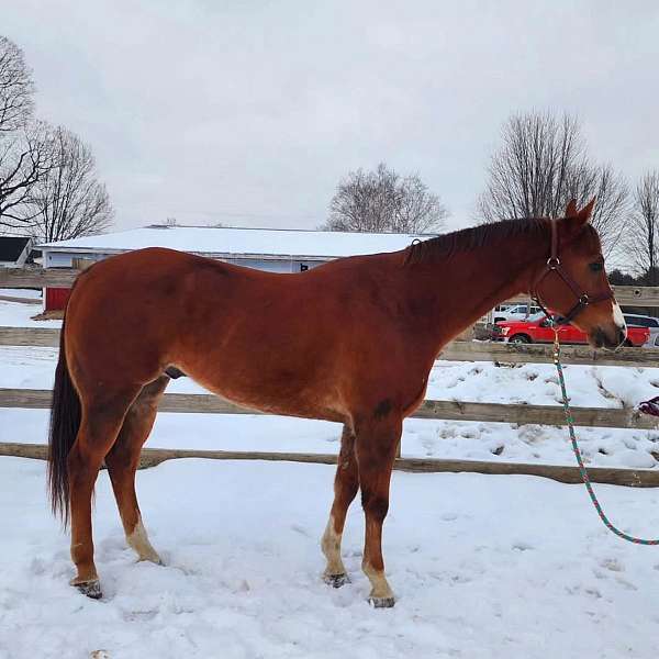 ridden-western-trail-quarter-horse