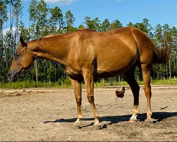 buckskin-sorrel-barrel-horse