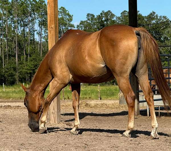 buckskin-sorrel-barrel-racing-horse