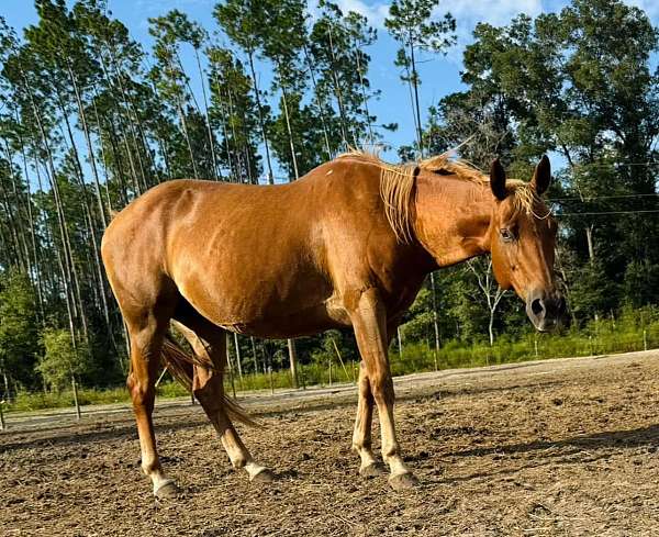 buckskin-sorrel-breeding-horse