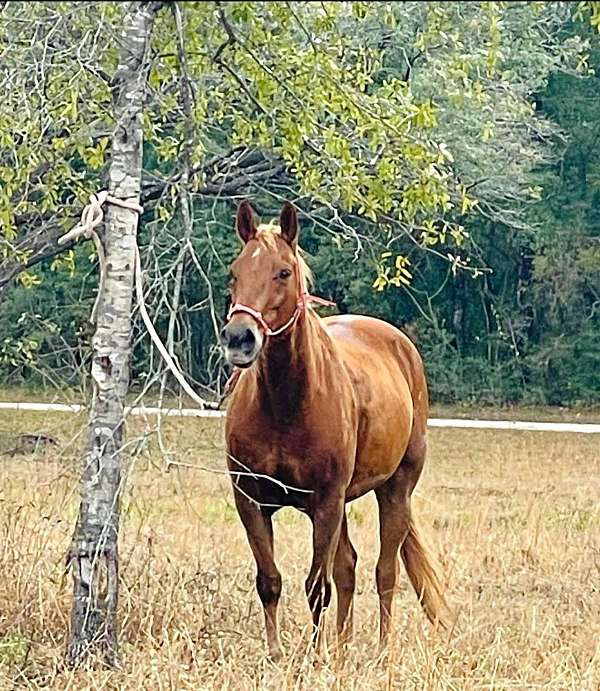 buckskin-sorrel-racing-horse