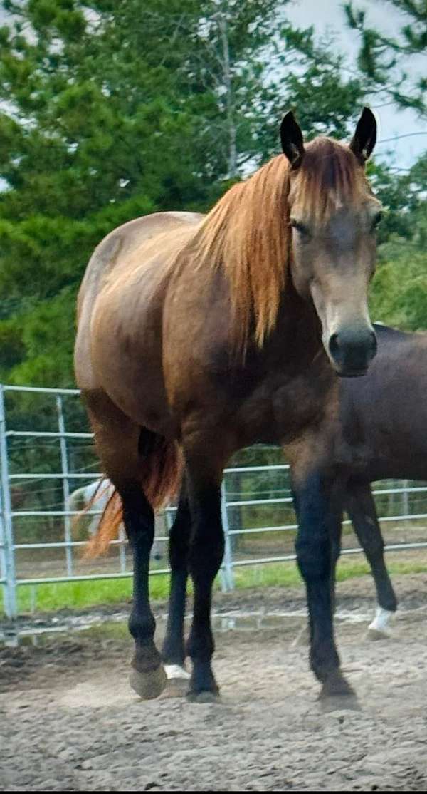 buckskin-sorrel-aqha-gelding