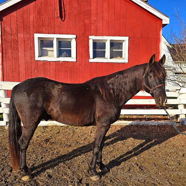 beginner-friesian-horse