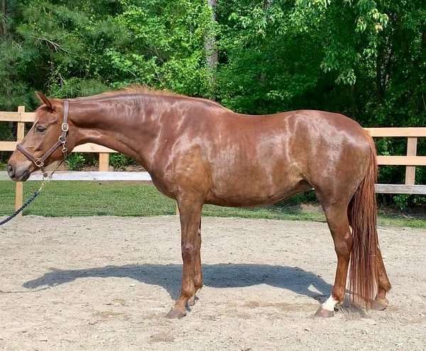 all-around-trail-hanoverian-warmblood-horse