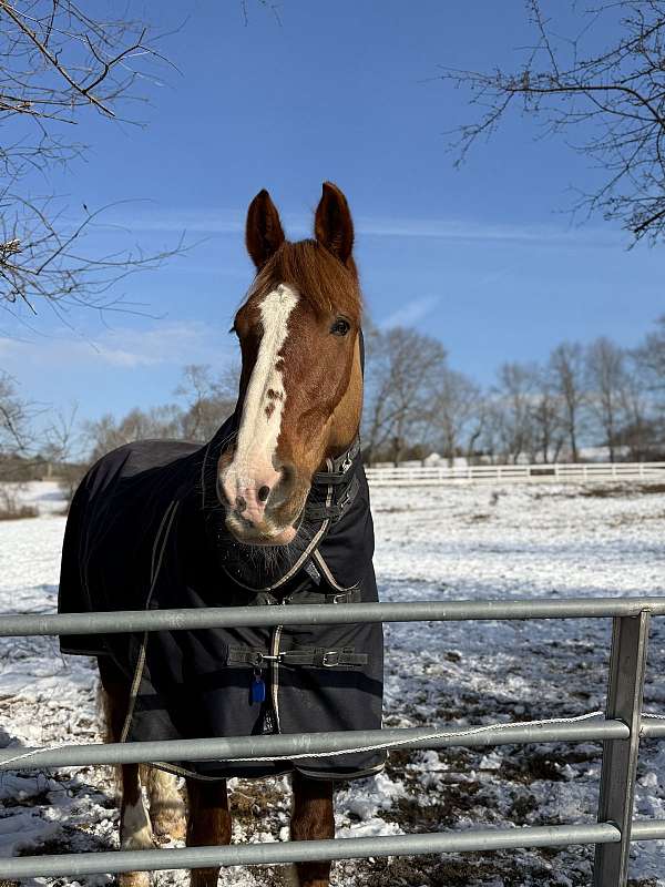 jumping-draft-friesian-horse