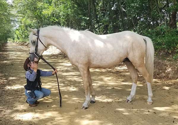 palomino-white-stallion-horse