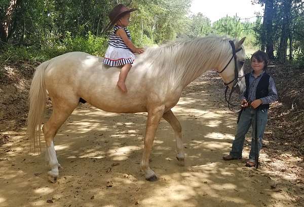 palomino-white-stallion-for-sale