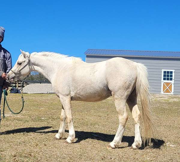 palomino-white-stallion