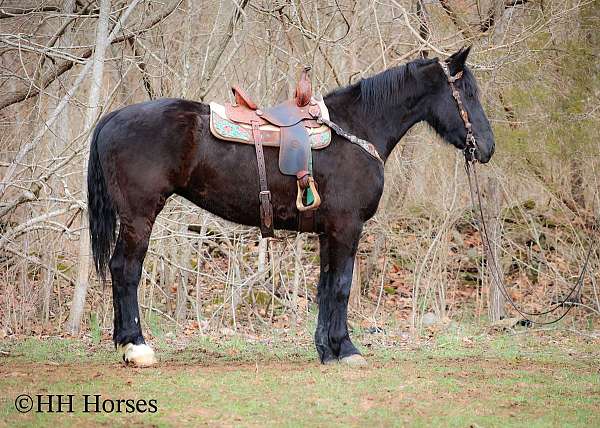 all-around-percheron-horse