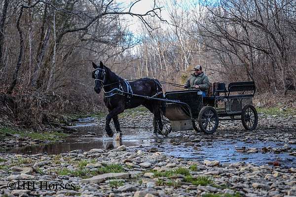 athletic-percheron-horse