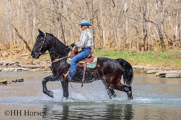 draft-percheron-horse