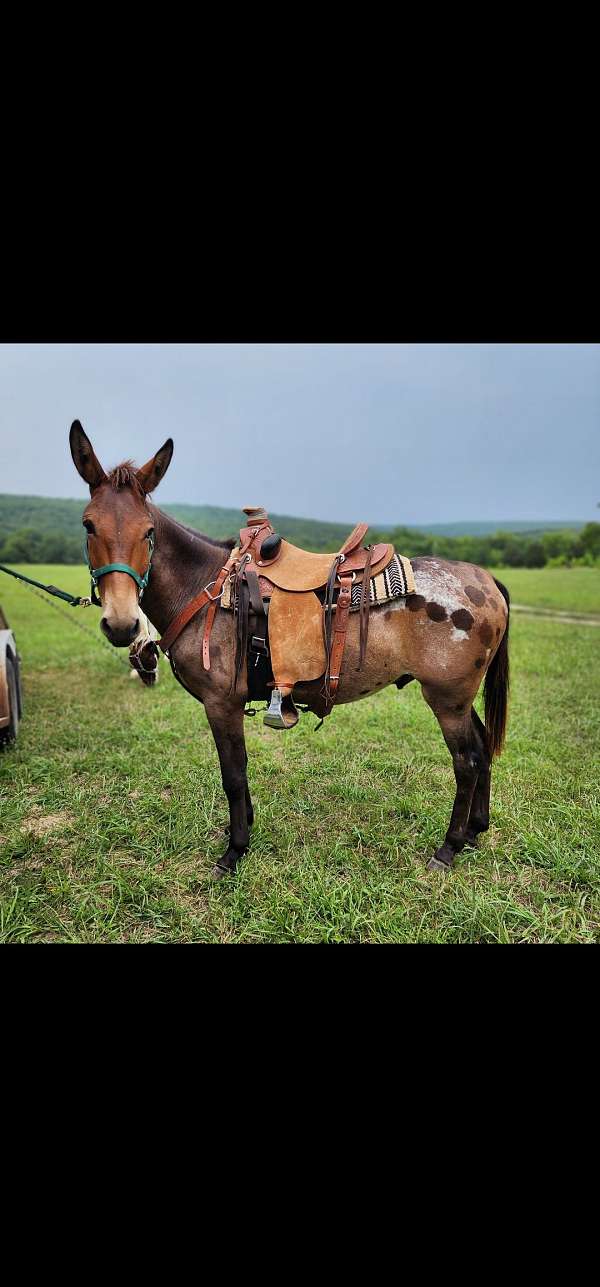 mule-gelding