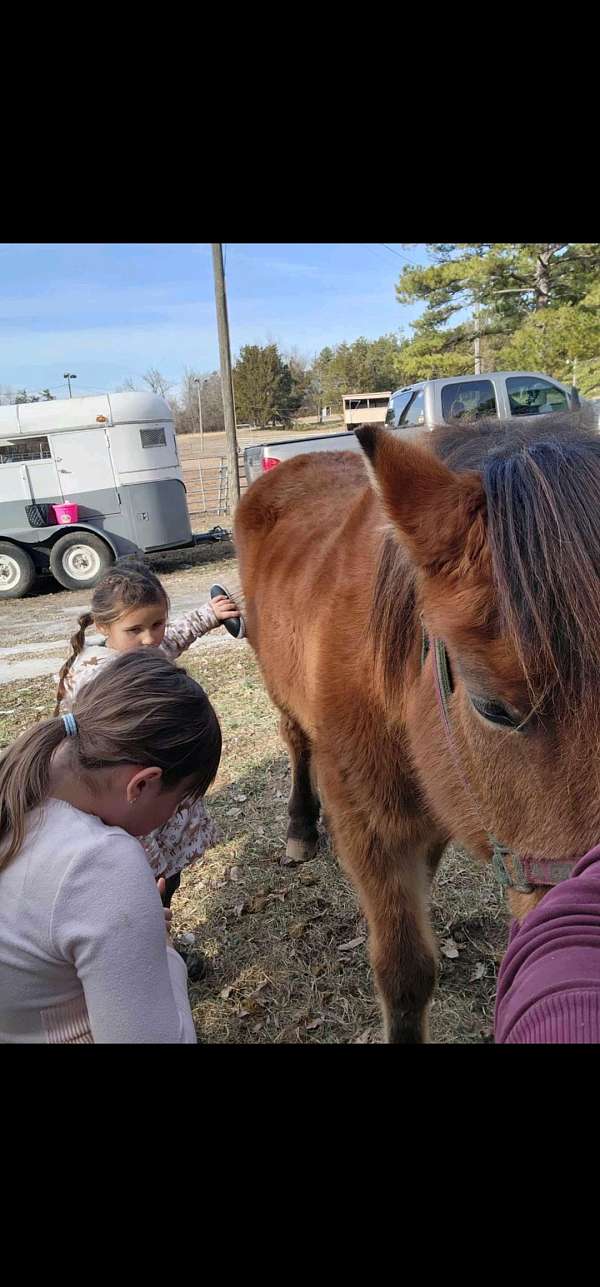 pony-gelding