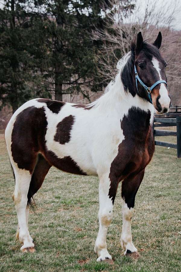 black-white-paint-horse