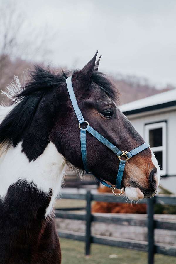 all-around-draft-horse