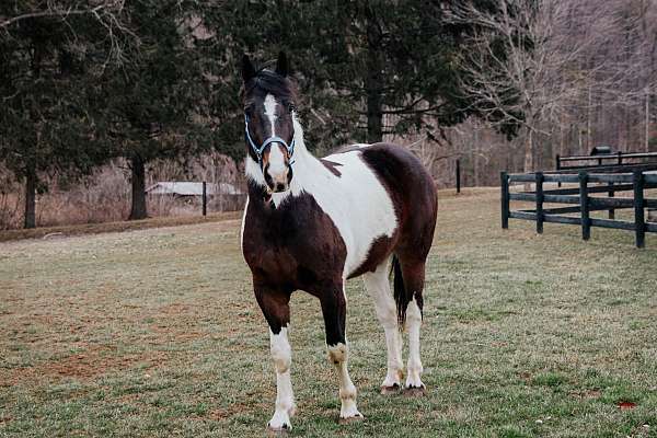 athletic-draft-horse