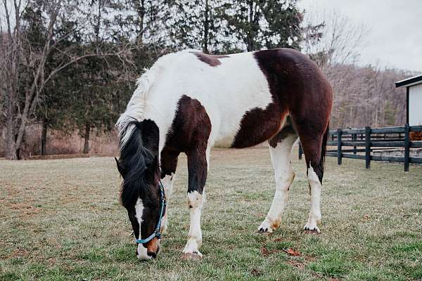 driving-draft-horse