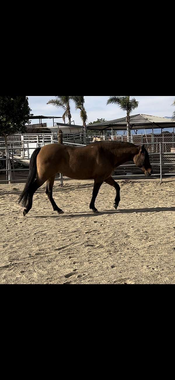 dappled-quarter-horse