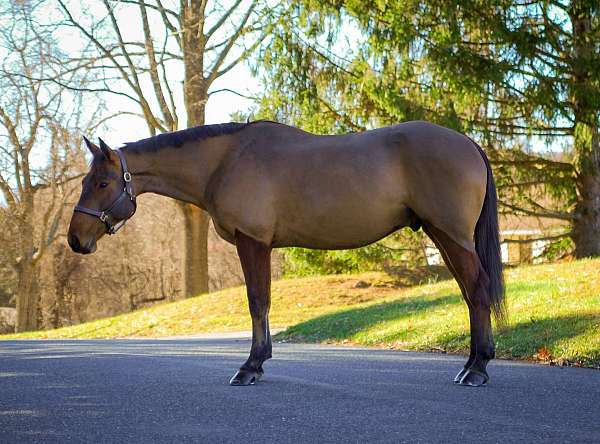 trail-belgian-quarter-horse