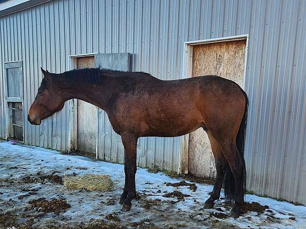 atheltic-belgian-warmblood-horse