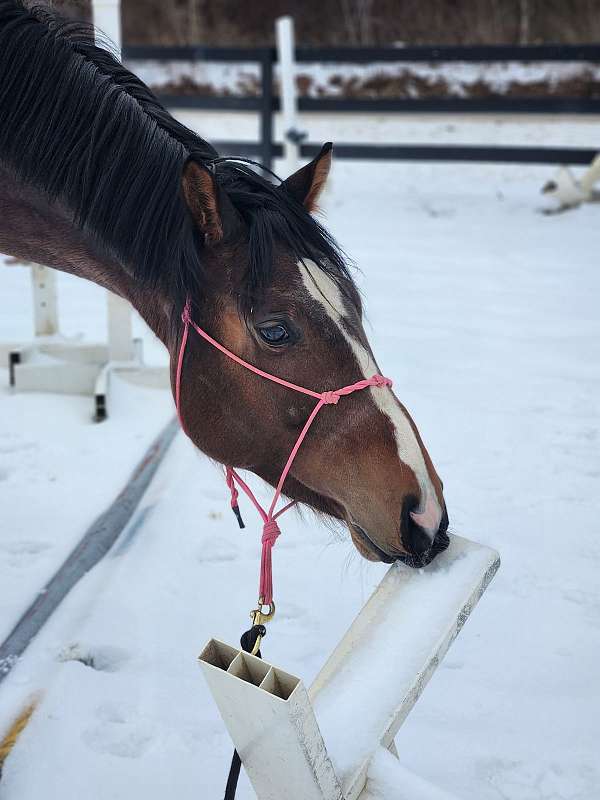 budget-belgian-warmblood-horse