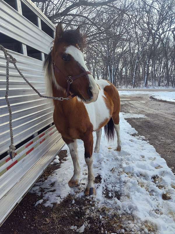 tobiano-dunbtobiano-horse