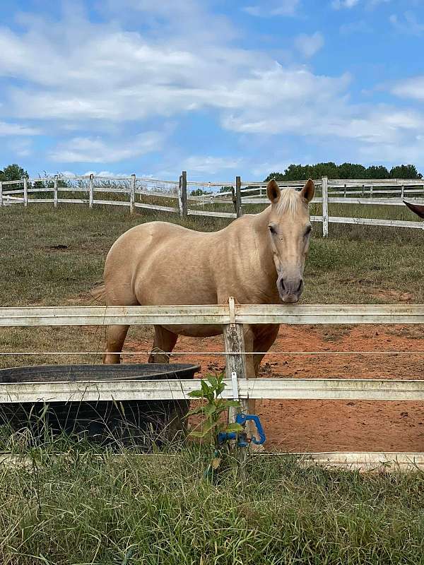 adult-quarter-horse