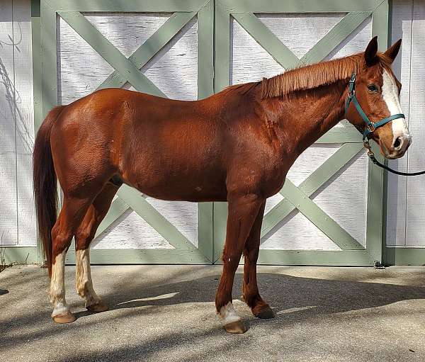 quarter-horse-gelding