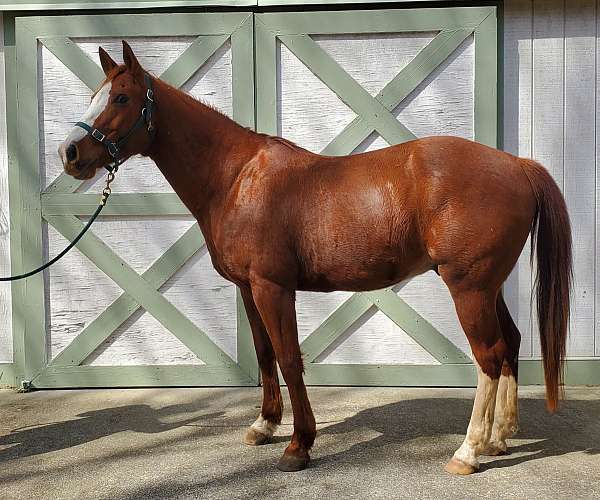 quarter-horse-for-sale