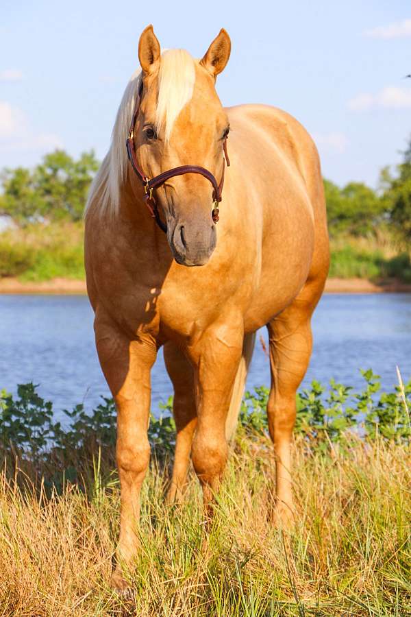 class-winner-quarter-horse