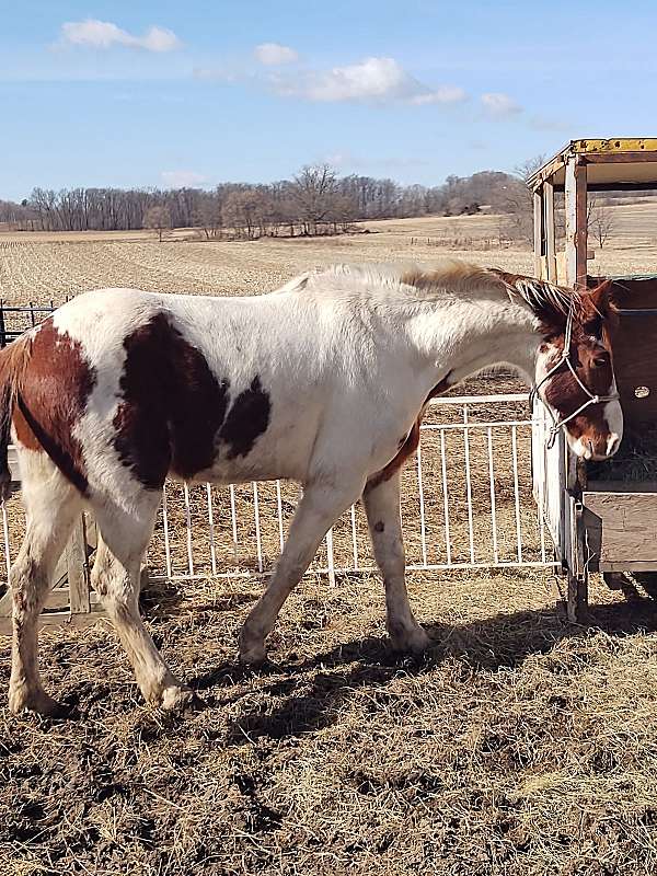 15-hand-spotted-saddle-gelding