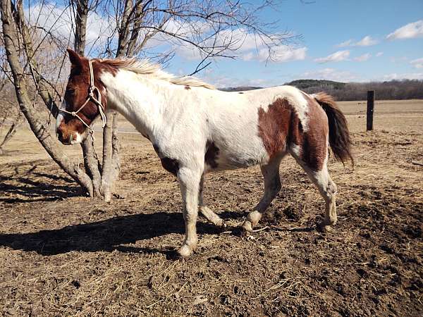 15-hand-spotted-saddle-horse