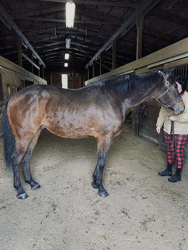 brown-thoroughbred-gelding