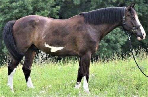 adult-draft-horse