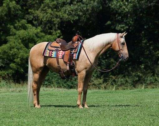 ability-quarter-horse