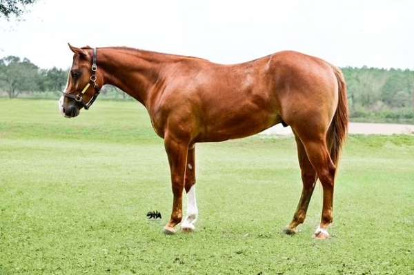 central-florida-quarter-horse