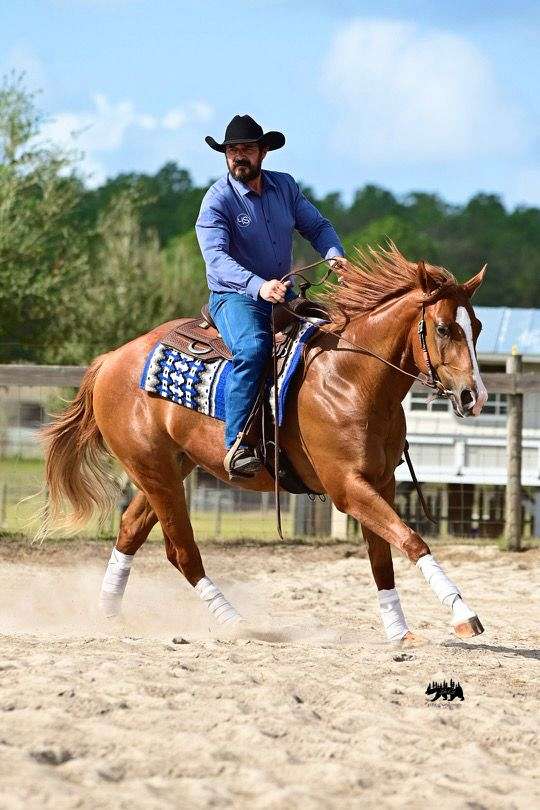 central-florida-horse