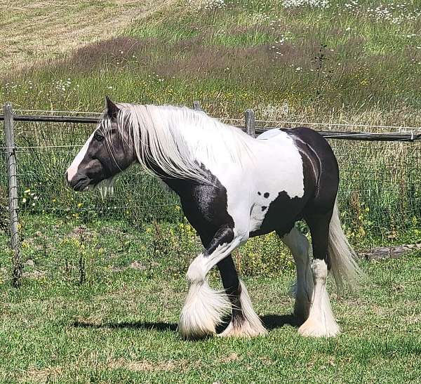 silver-dapple-tobiano-horse