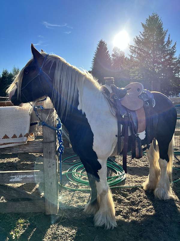 vanner-gypsy-horse