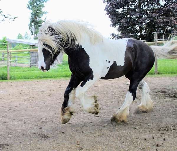 silver-gypsy-vanner-horse