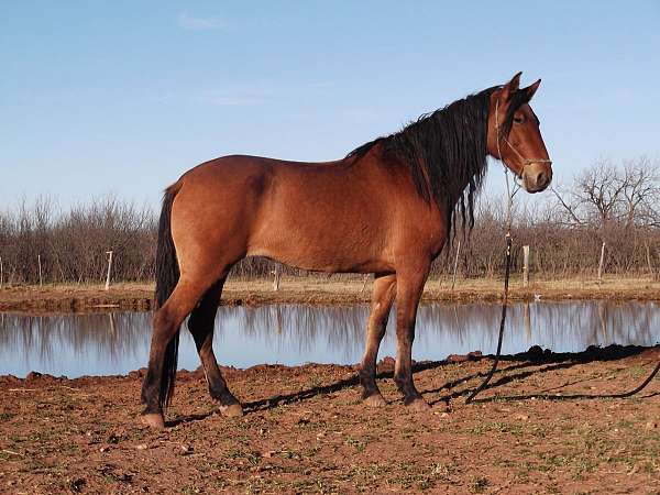 dorsal-stripe-cornet-horse