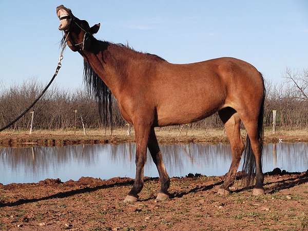 dun-dorsal-stripe-cornet-horse