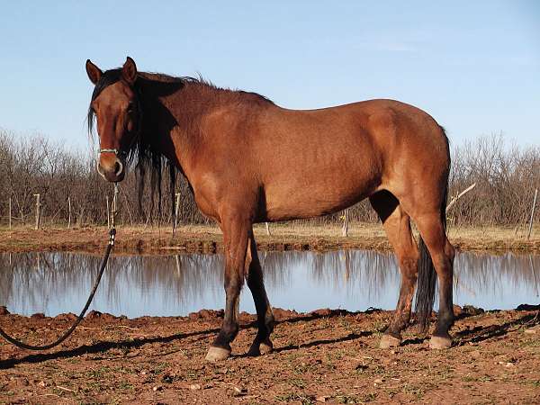 dorsal-stripe-cornet