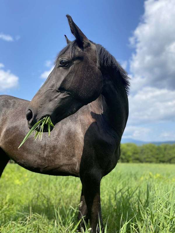 barn-connemara-pony