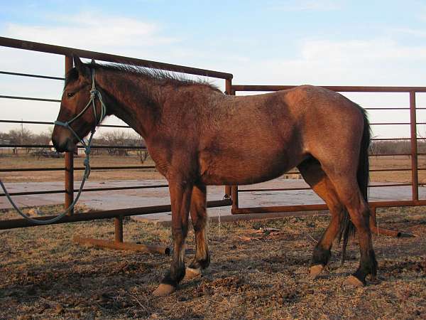 bay-roan-quarter-horse-mare-foal