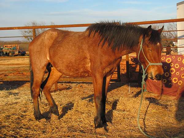 roan-quarter-horse-mare-foal